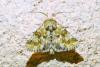 Eremobia ochroleuca